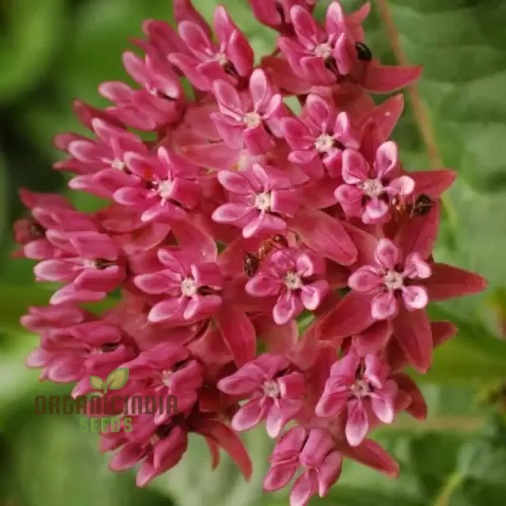 Butterfly Weed Flower Red Seeds Expert Planting And Gardening Guide For Vibrant Blossoms