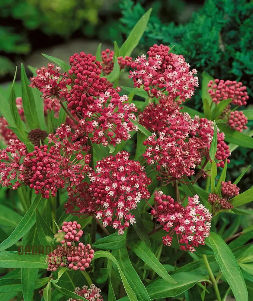 Butterfly Weed Flower Red Seeds Expert Planting And Gardening Guide For Vibrant Blossoms