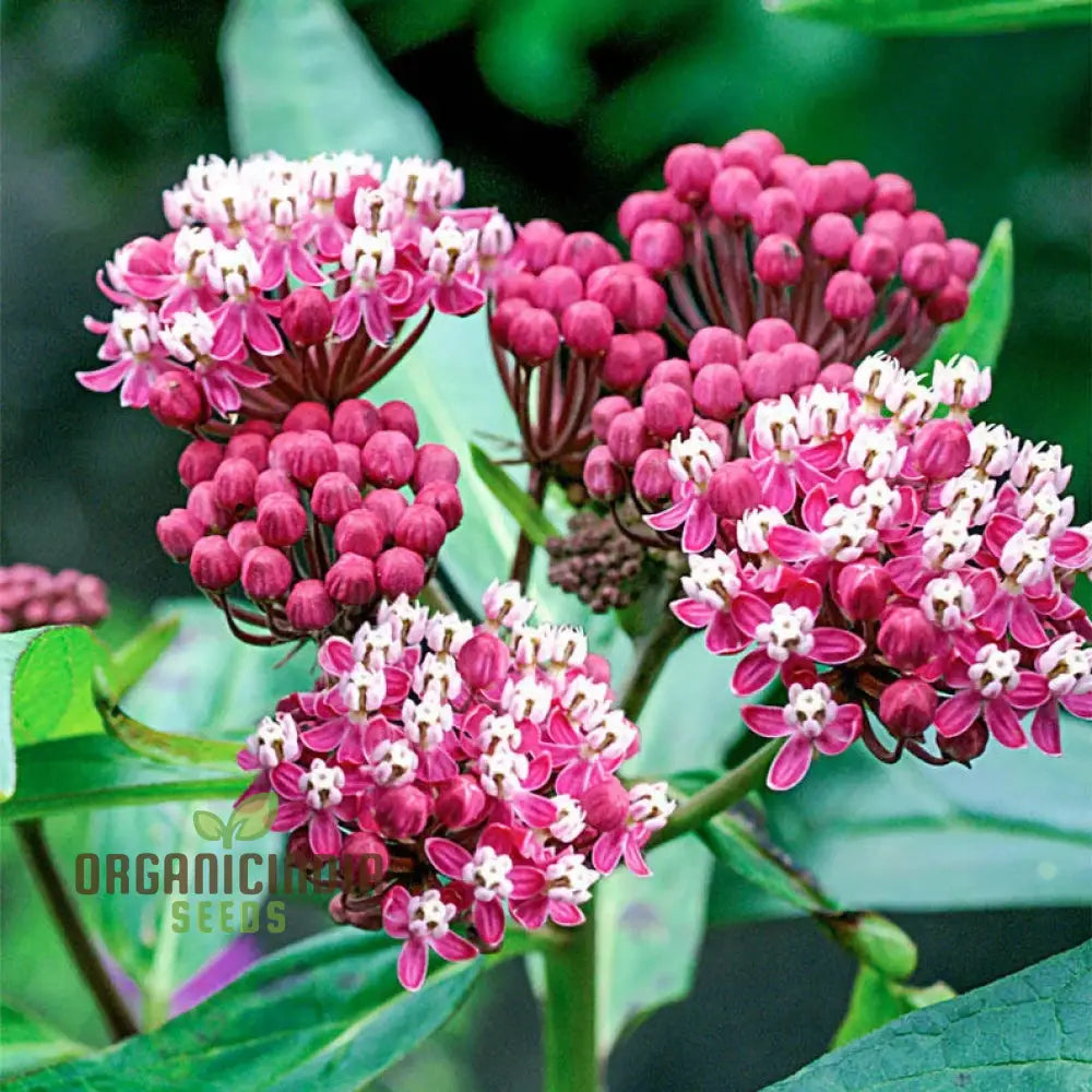 Butterfly Weed Flower Red Seeds Expert Planting And Gardening Guide For Vibrant Blossoms