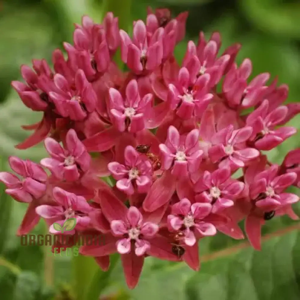 Butterfly Weed Flower Red Seeds Expert Planting And Gardening Guide For Vibrant Blossoms