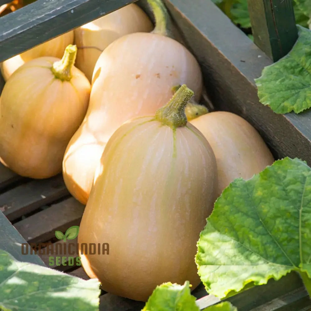 Butternut Squash Butterbush Seeds Compact High-Yield Perfect For Small Gardens Vegetable