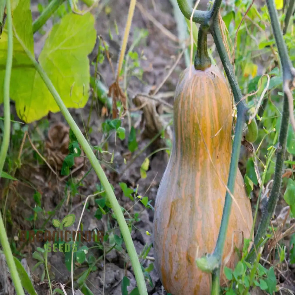 Butternut Squash Butterbush Seeds Compact High-Yield Perfect For Small Gardens Vegetable