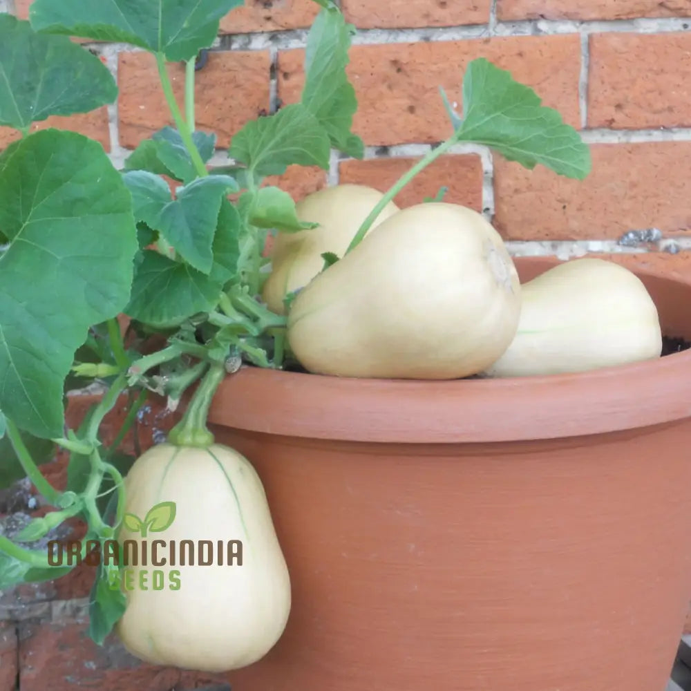 Butternut Squash Butterbush Seeds Compact High-Yield Perfect For Small Gardens Vegetable