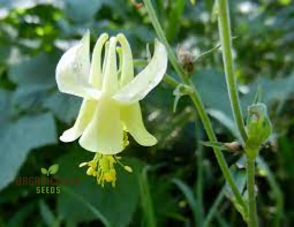 Buy Aquilegia Flavescens Seeds For Gardening | Rare Columbine Beautiful Flowers And Garden