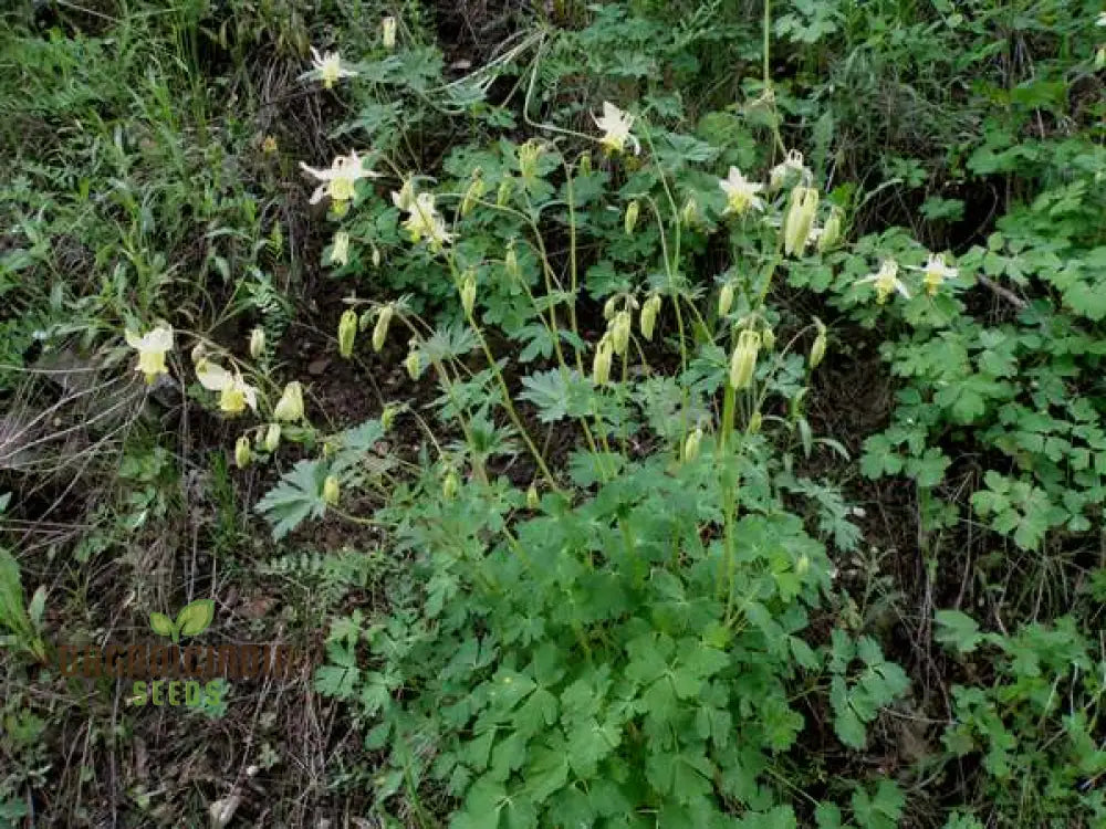 Buy Aquilegia Flavescens Seeds For Gardening | Rare Columbine Beautiful Flowers And Garden