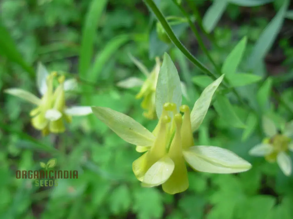 Buy Aquilegia Flavescens Seeds For Gardening | Rare Columbine Beautiful Flowers And Garden