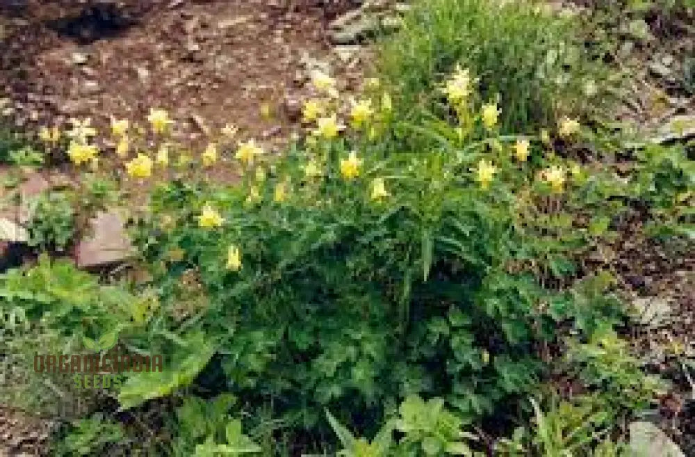 Buy Aquilegia Flavescens Seeds For Gardening | Rare Columbine Beautiful Flowers And Garden