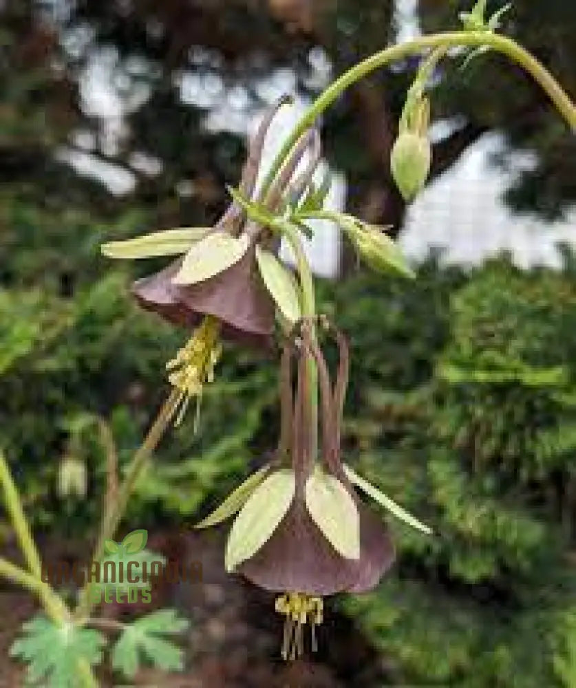 Buy Aquilegia Viridiflora Seeds For Gardening Enthusiasts | High-Quality Columbine