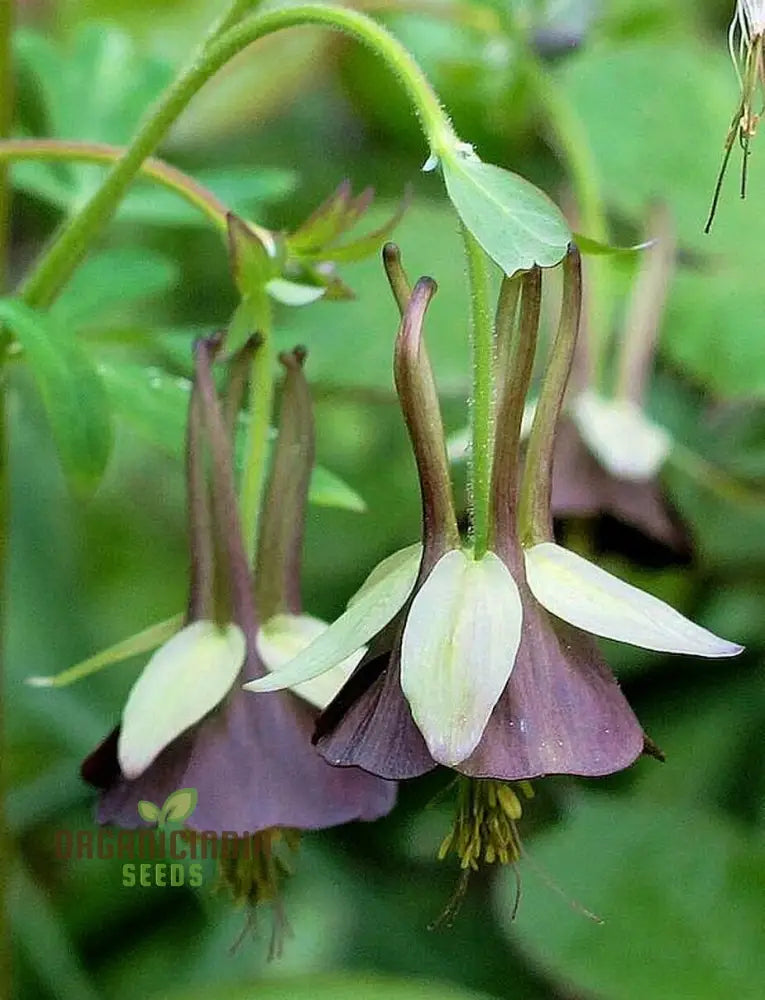 Buy Aquilegia Viridiflora Seeds For Gardening Enthusiasts | High-Quality Columbine