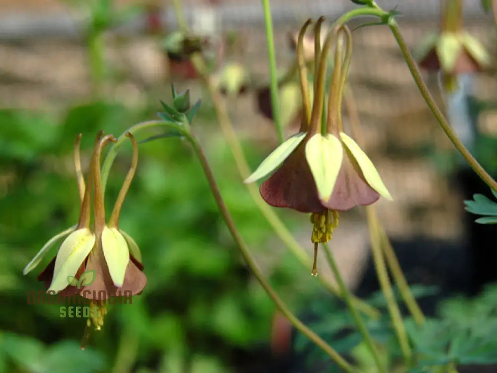 Buy Aquilegia Viridiflora Seeds For Gardening Enthusiasts | High-Quality Columbine