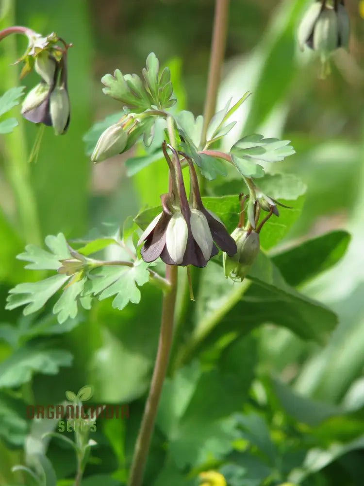 Buy Aquilegia Viridiflora Seeds For Gardening Enthusiasts | High-Quality Columbine