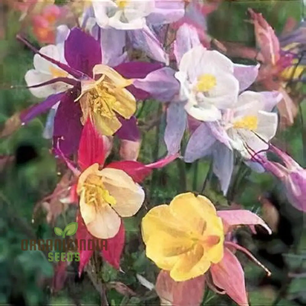 Buy Aquilegia Vulgaris ’Oranges And Lemons’ Seeds For Gardening | Rare Perennial Flower