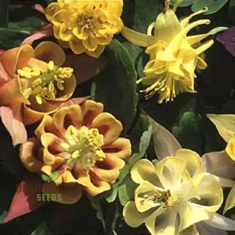 Buy Aquilegia Vulgaris ’Oranges And Lemons’ Seeds For Gardening | Rare Perennial Flower