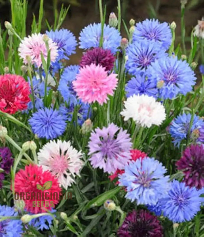 Buy Cornflower Dwarf Polka Dot Mix Seeds - Premium Gardening Variety For Beautiful Blooms