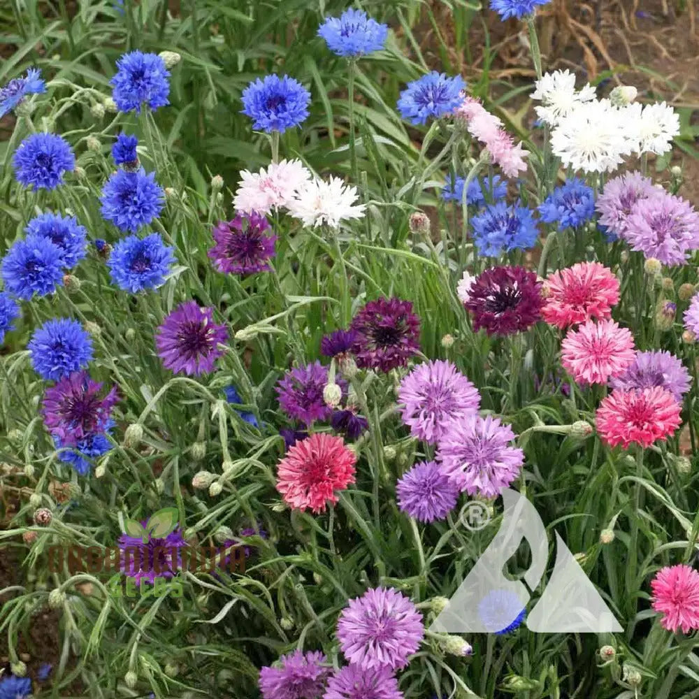 Buy Cornflower Dwarf Polka Dot Mix Seeds - Premium Gardening Variety For Beautiful Blooms