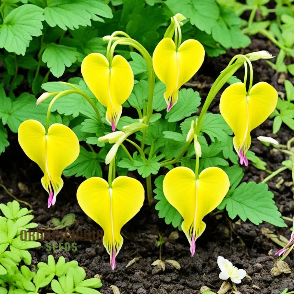 Buy Dicentra Spectabilis Seeds – Premium Bleeding Heart For Beautiful Gardens Perennials