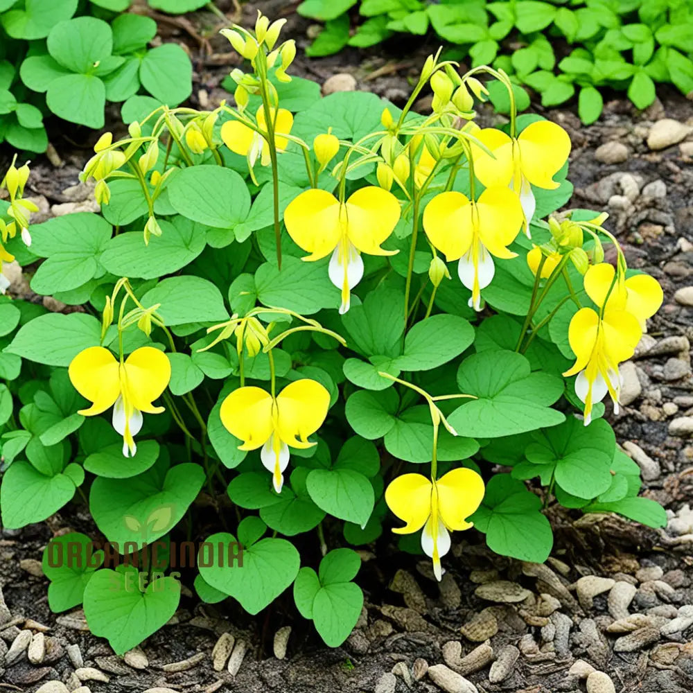 Buy Dicentra Spectabilis Seeds – Premium Bleeding Heart For Beautiful Gardens Perennials