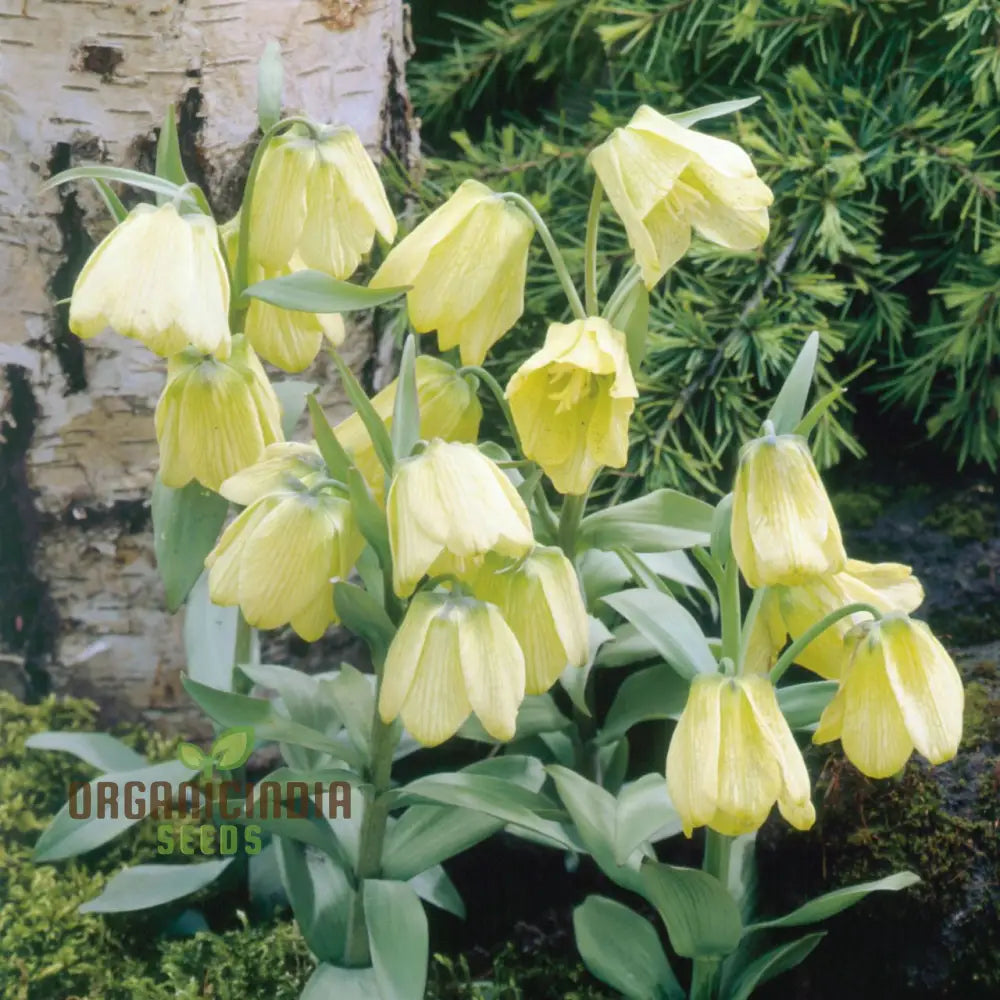 Buy Fritillaria Pallidiflora Seeds For Your Garden Planting Made Easy