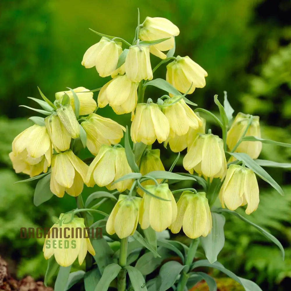 Buy Fritillaria Pallidiflora Seeds For Your Garden Planting Made Easy