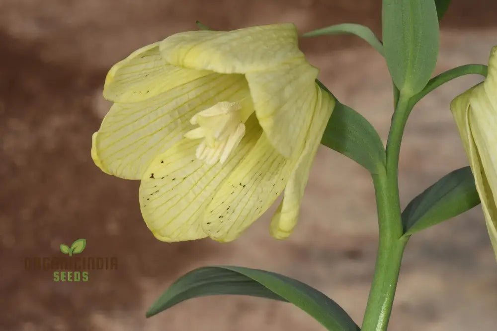 Buy Fritillaria Pallidiflora Seeds For Your Garden Planting Made Easy