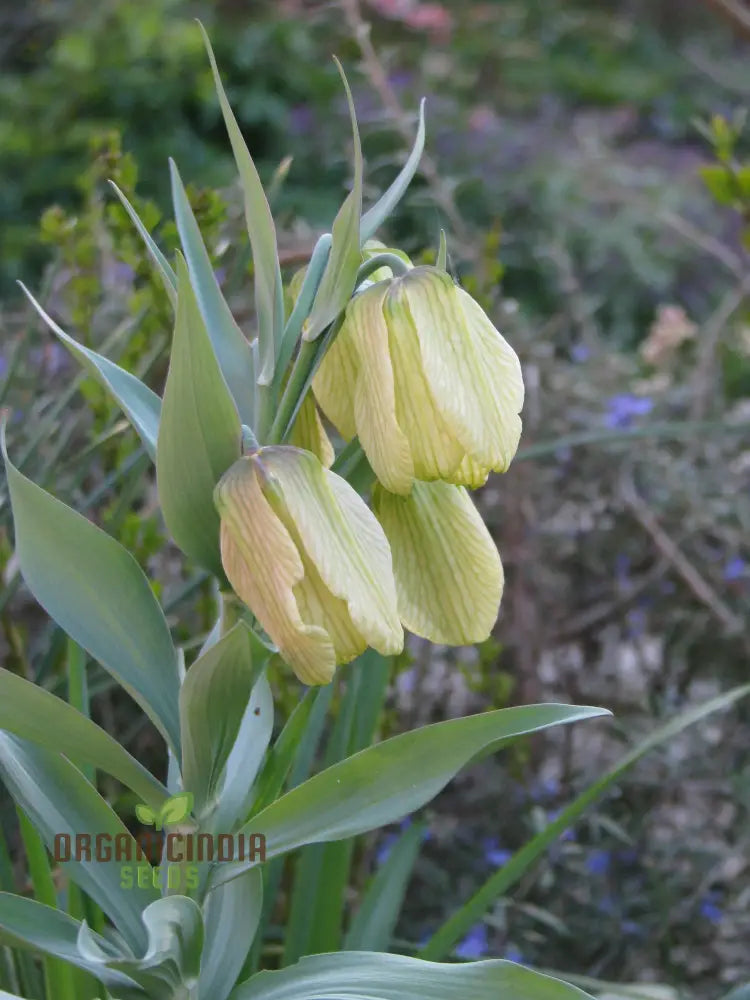 Buy Fritillaria Pallidiflora Seeds For Your Garden Planting Made Easy