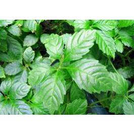 "Gynostemma Pentaphyllum Seeds, Planting, 100 pcs" - Plant Seeds