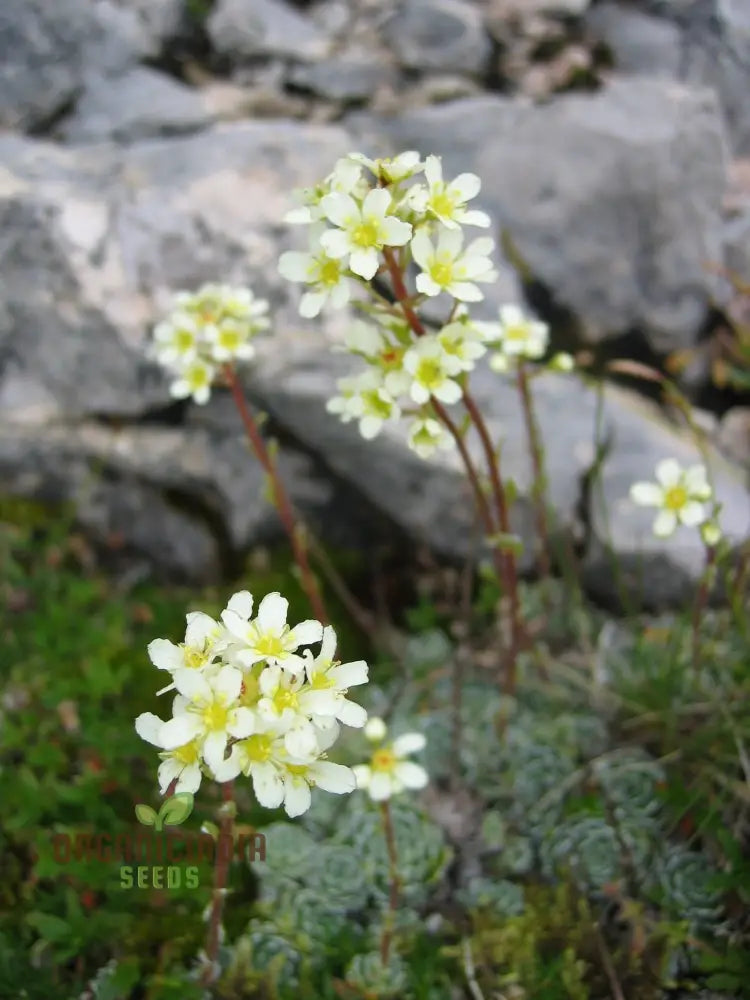 Buy Saxifraga Paniculata Seeds | Premium Quality Gardening For Lush Rock Gardens Perfect Alpine And