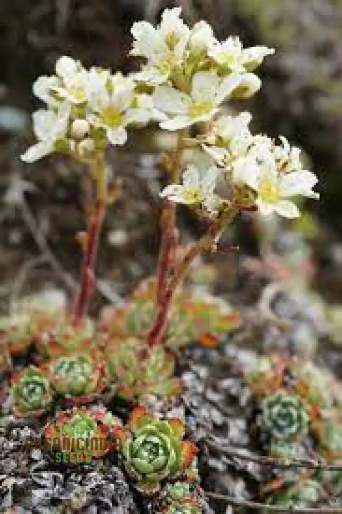 Buy Saxifraga Paniculata Seeds | Premium Quality Gardening For Lush Rock Gardens Perfect Alpine And