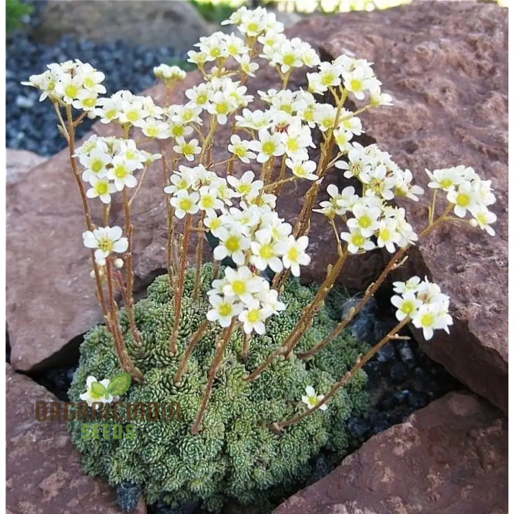 Buy Saxifraga Paniculata Seeds | Premium Quality Gardening For Lush Rock Gardens Perfect Alpine And