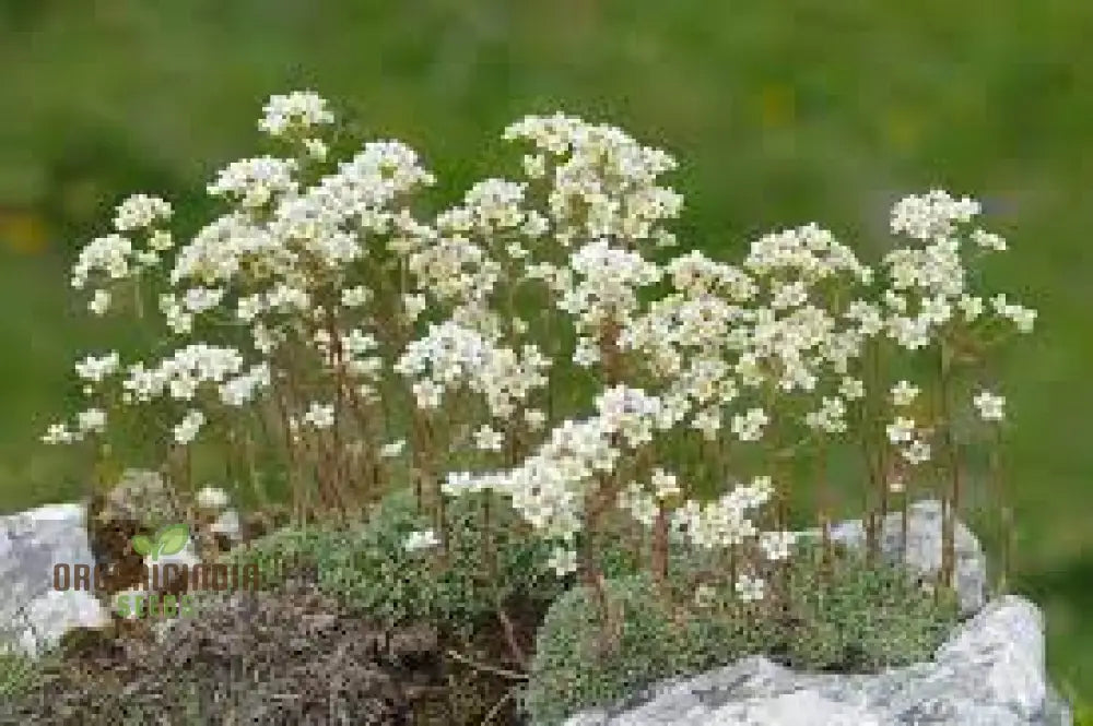 Buy Saxifraga Paniculata Seeds | Premium Quality Gardening For Lush Rock Gardens Perfect Alpine And