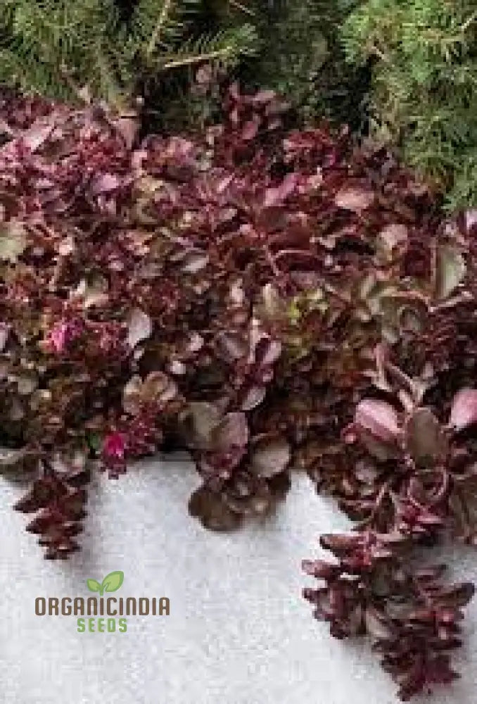 Buy Sedum Spurium ’Voodoo’ Seeds For Gardening Enthusiasts | Hardy Perennial Plant