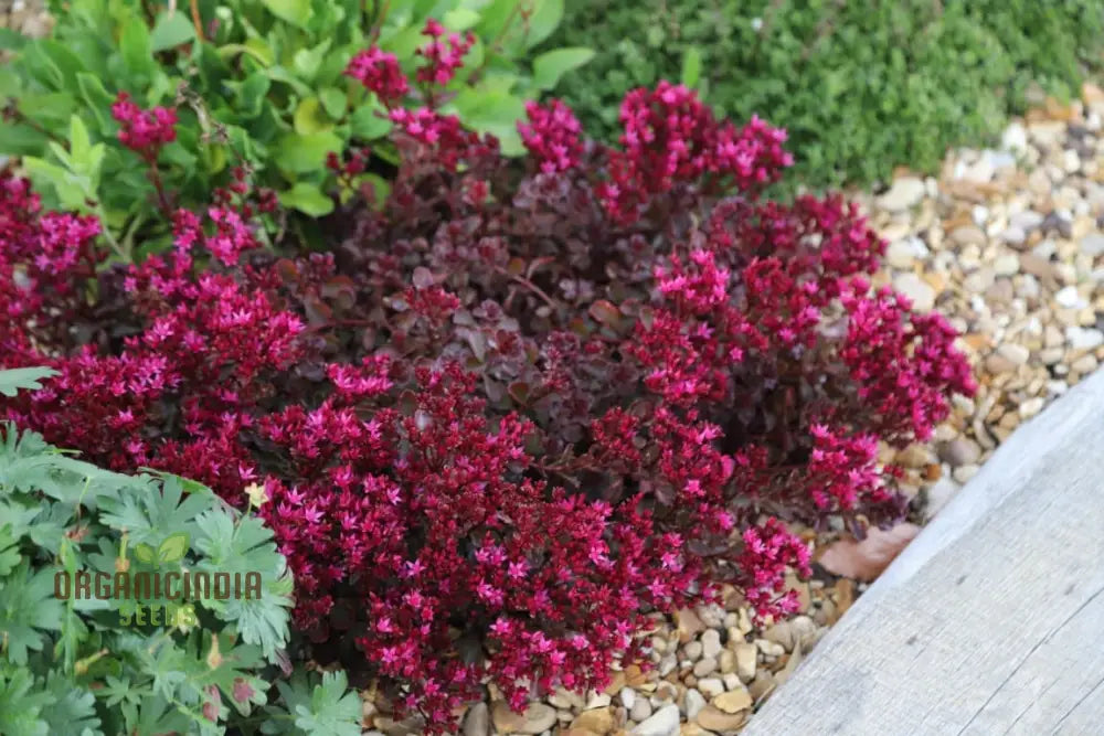 Buy Sedum Spurium ’Voodoo’ Seeds For Gardening Enthusiasts | Hardy Perennial Plant