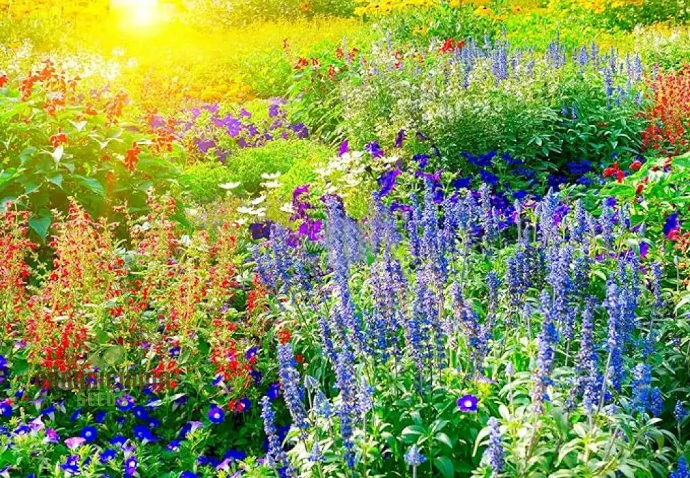 Buzzing Gardens: Premium Mix Wildflower Seeds - Delight Bees Butterflies And Hummingbirds! |