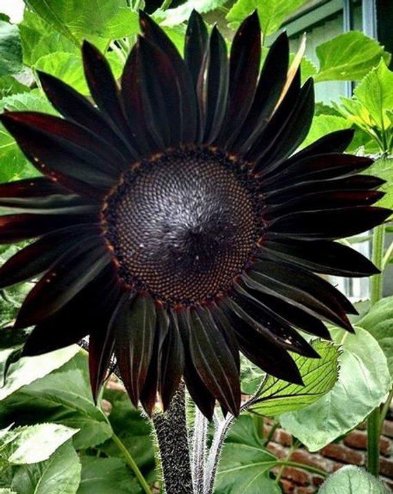 Fresh Deep Black Sunflower Seeds for Garden Planting - 50