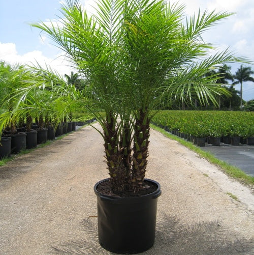 Pygmy Date Palm House Plant Seeds