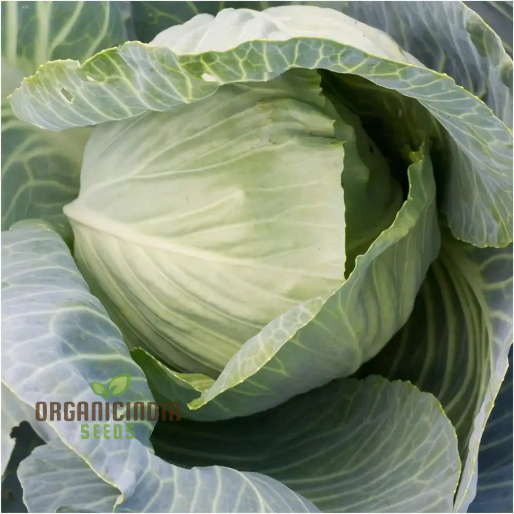 Cabbage Duncan F1 Seeds For Planting - Organic High Yield Easy To Grow