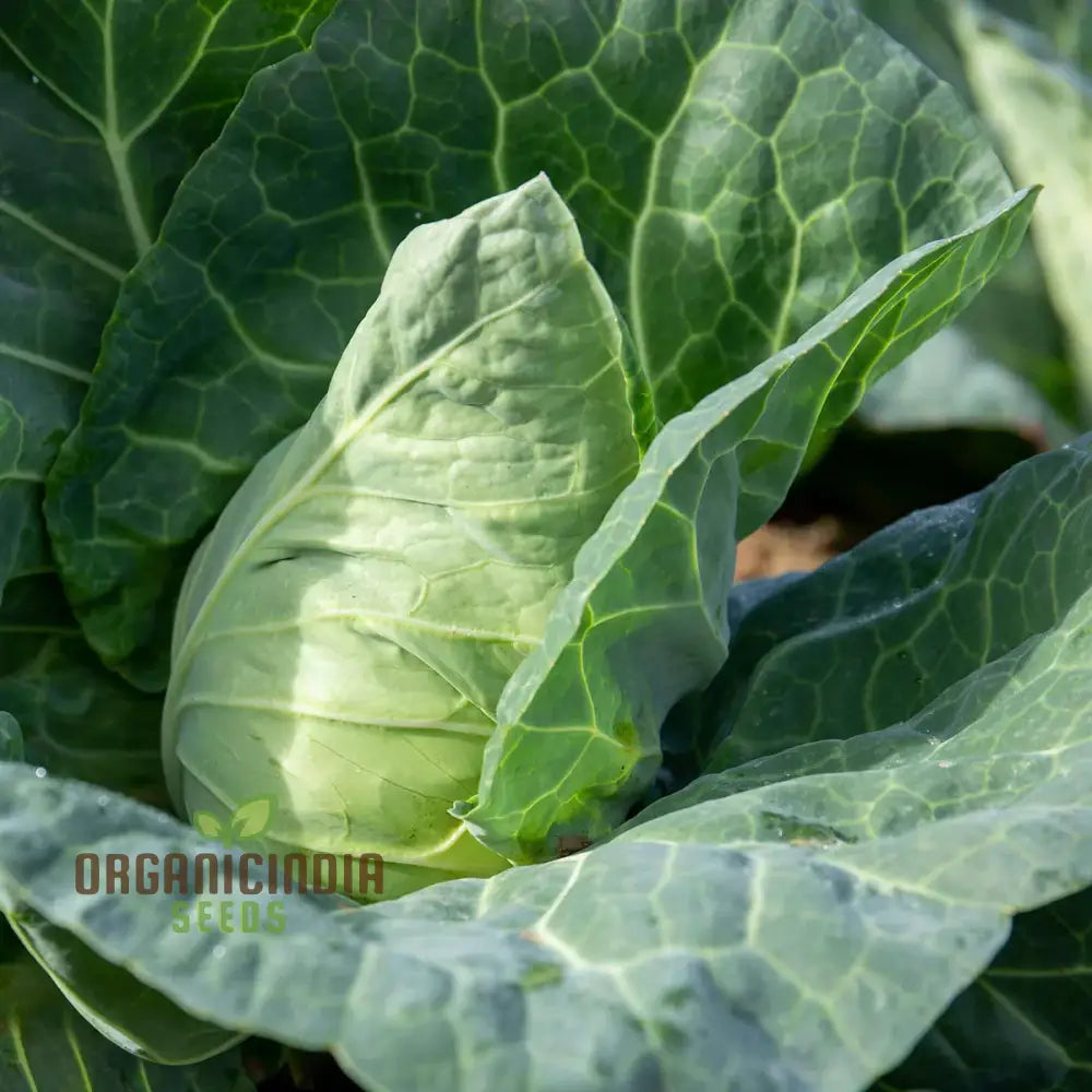 Cabbage Duncan F1 Seeds For Planting - Organic High Yield Easy To Grow