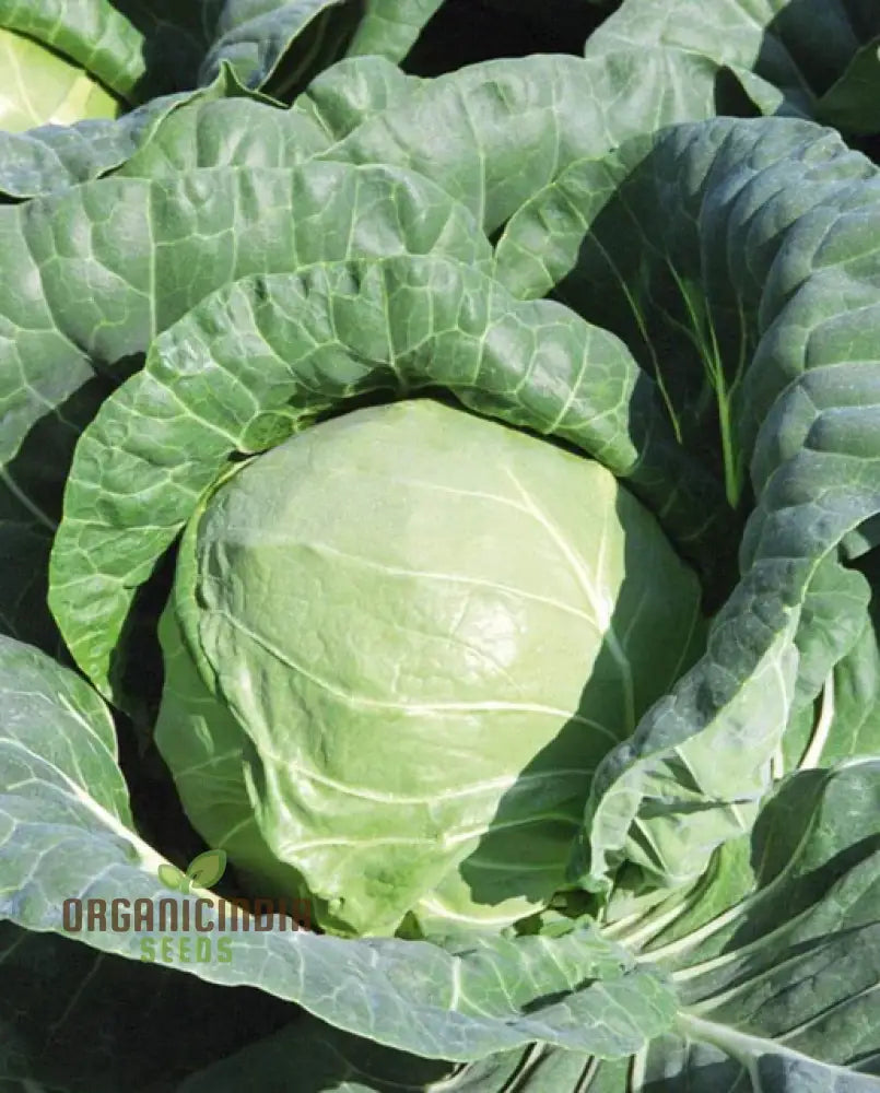 Cabbage Duncan F1 Seeds For Planting - Organic High Yield Easy To Grow