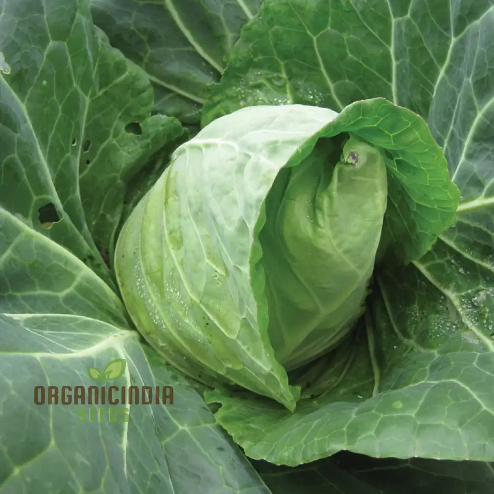 Cabbage Duncan F1 Seeds For Planting - Organic High Yield Easy To Grow