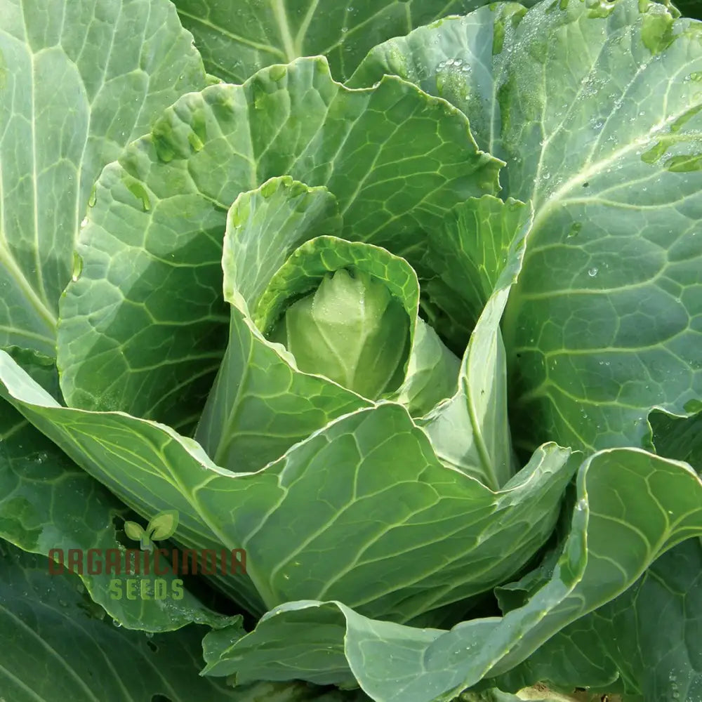 Cabbage Durham Early Seeds | Premium Garden For Your Best Harvest