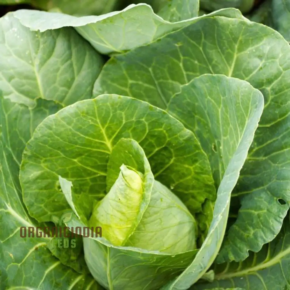 Cabbage Durham Early Seeds | Premium Garden For Your Best Harvest