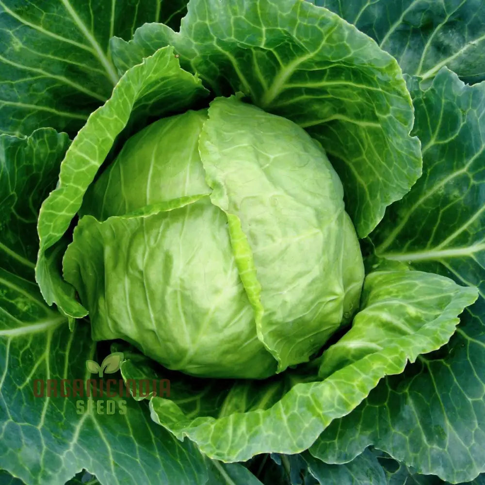 Cabbage Durham Early Seeds | Premium Garden For Your Best Harvest