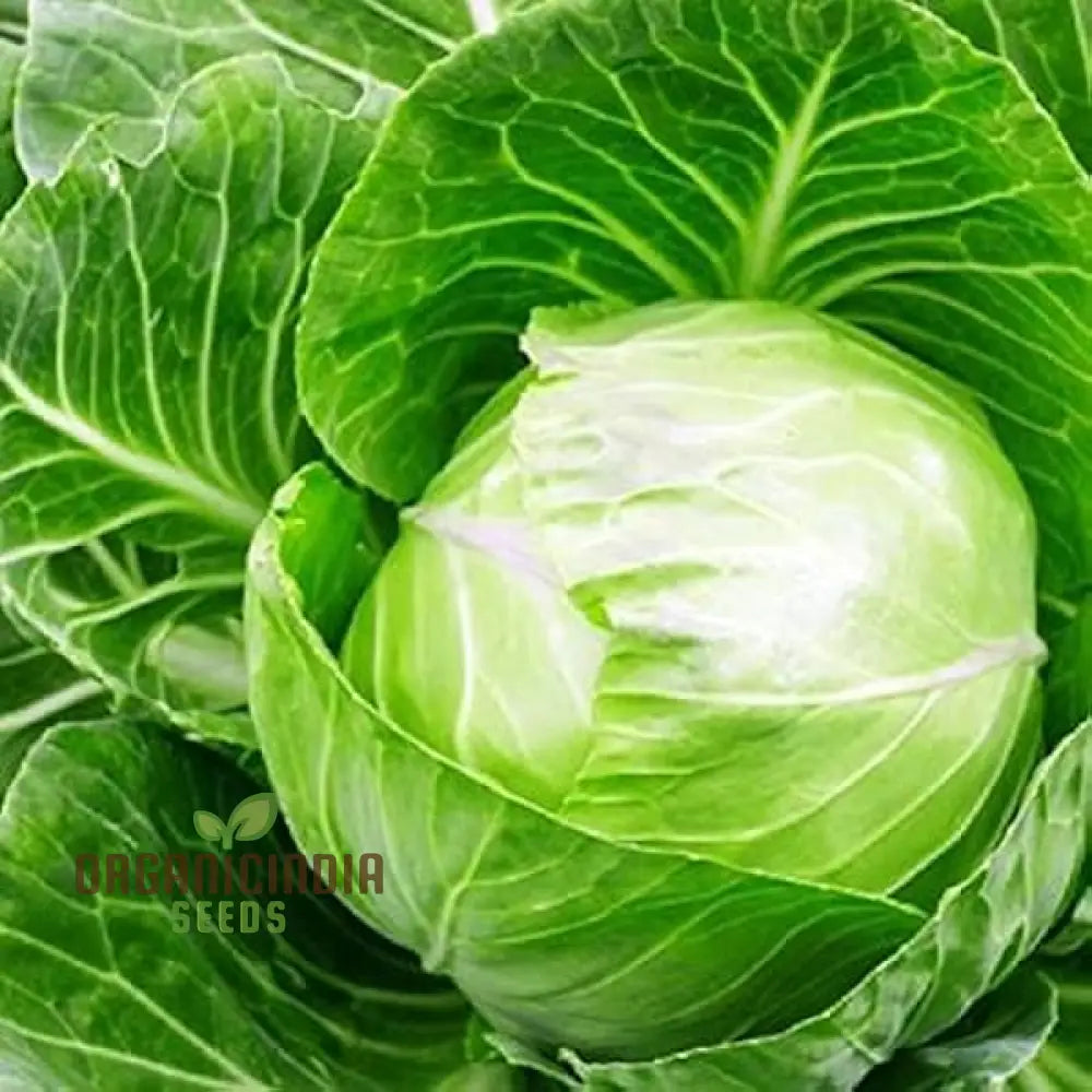 Cabbage Durham Early Seeds | Premium Garden For Your Best Harvest