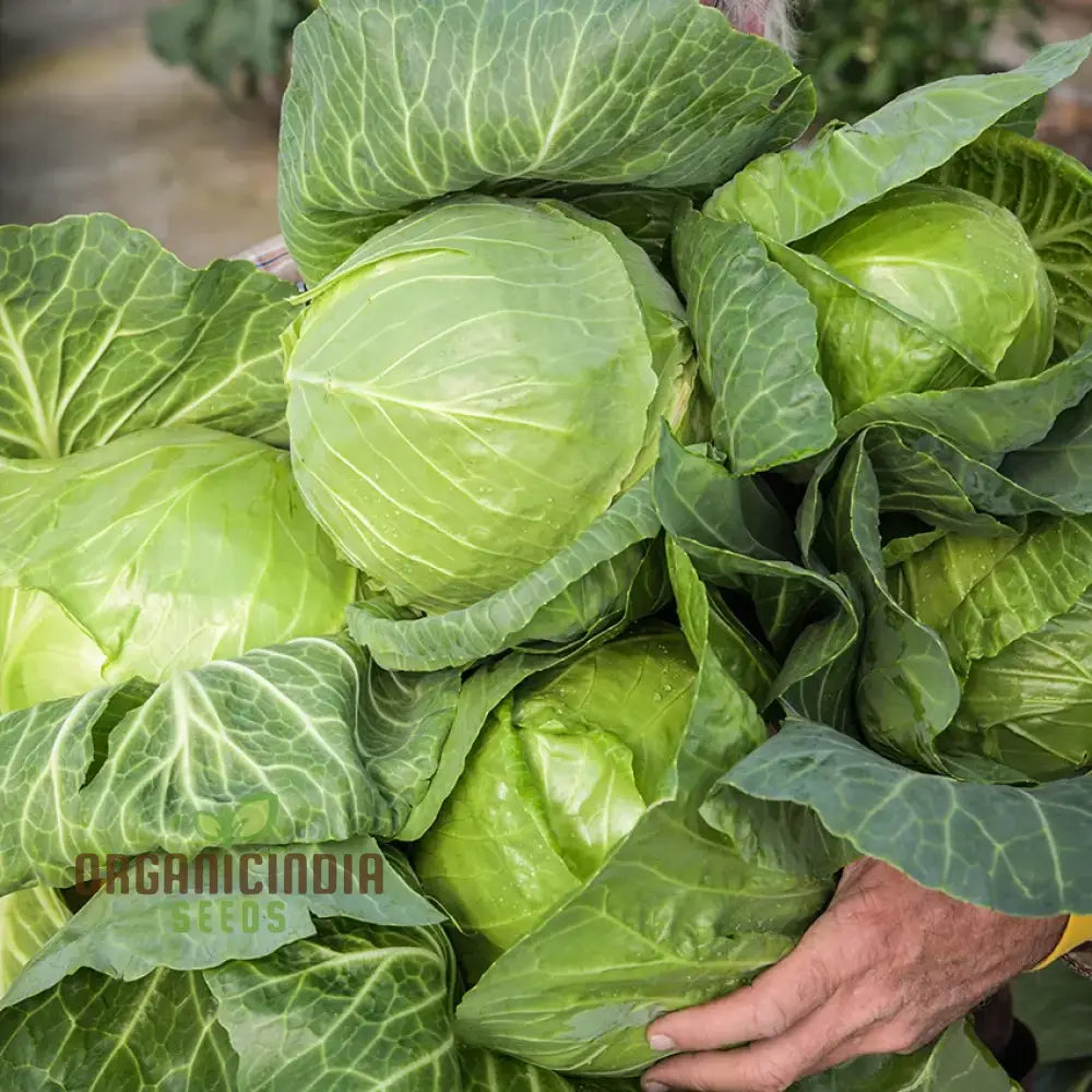 Cabbage Golden Acre Seeds For Gardening Enthusiasts - Buy Organic Online