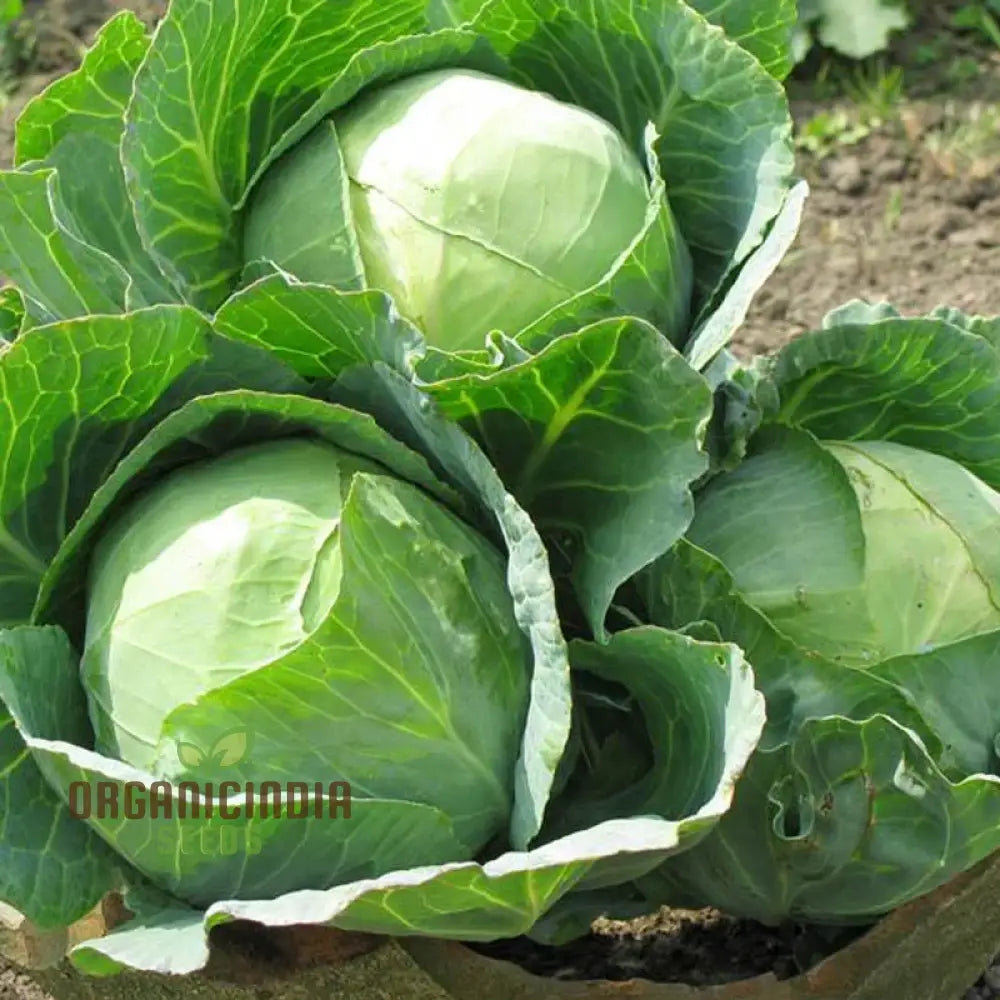 Cabbage Golden Acre Seeds For Gardening Enthusiasts - Buy Organic Online