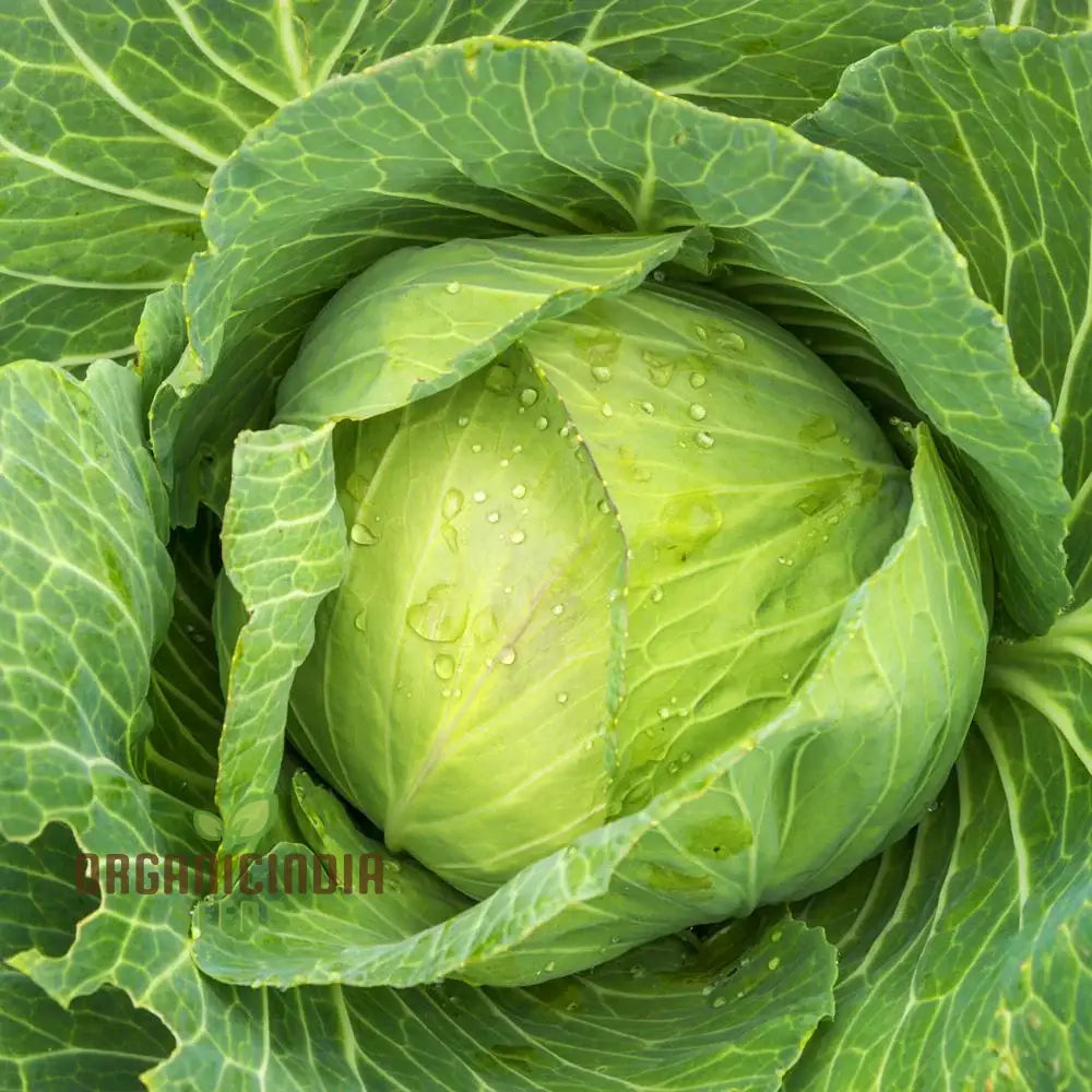 Cabbage Golden Acre Seeds For Gardening Enthusiasts - Buy Organic Online