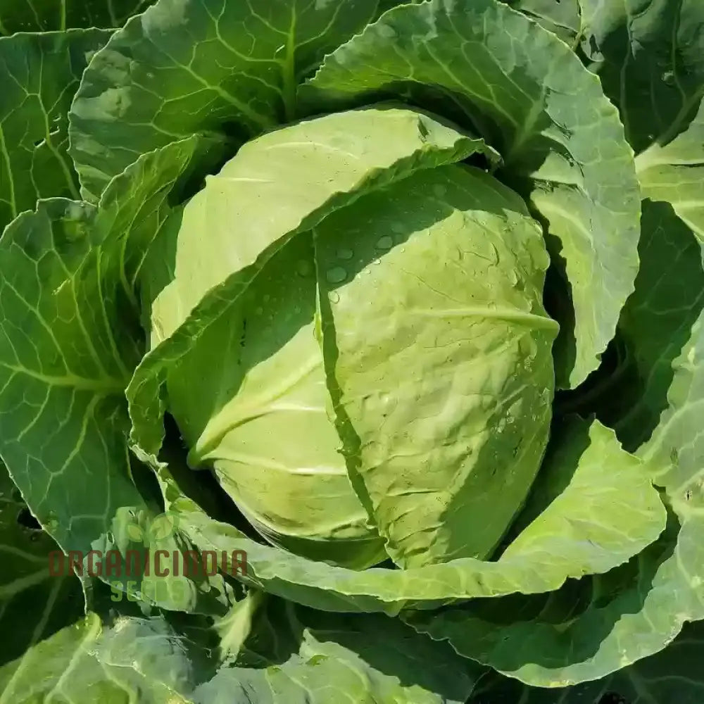 Cabbage Golden Acre Seeds For Gardening Enthusiasts - Buy Organic Online