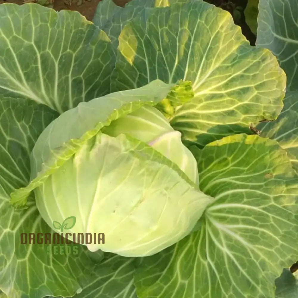 Cabbage Golden Acre Seeds For Gardening Enthusiasts - Buy Organic Online