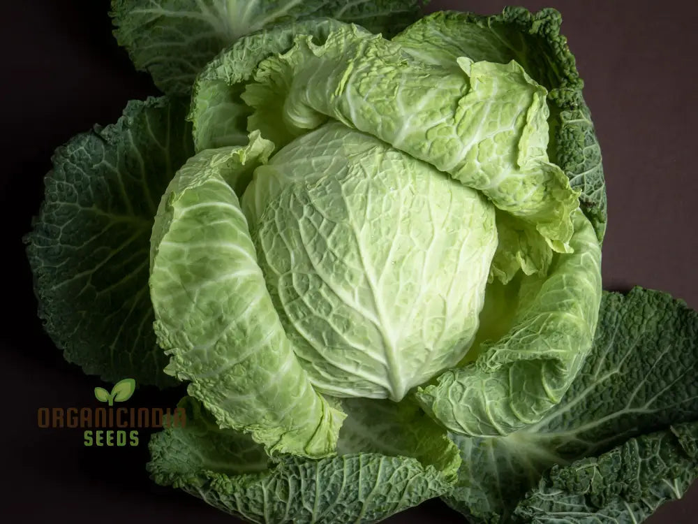 Cabbage - Heirloom Mix Seeds For Planting Premium Collection For Your Garden