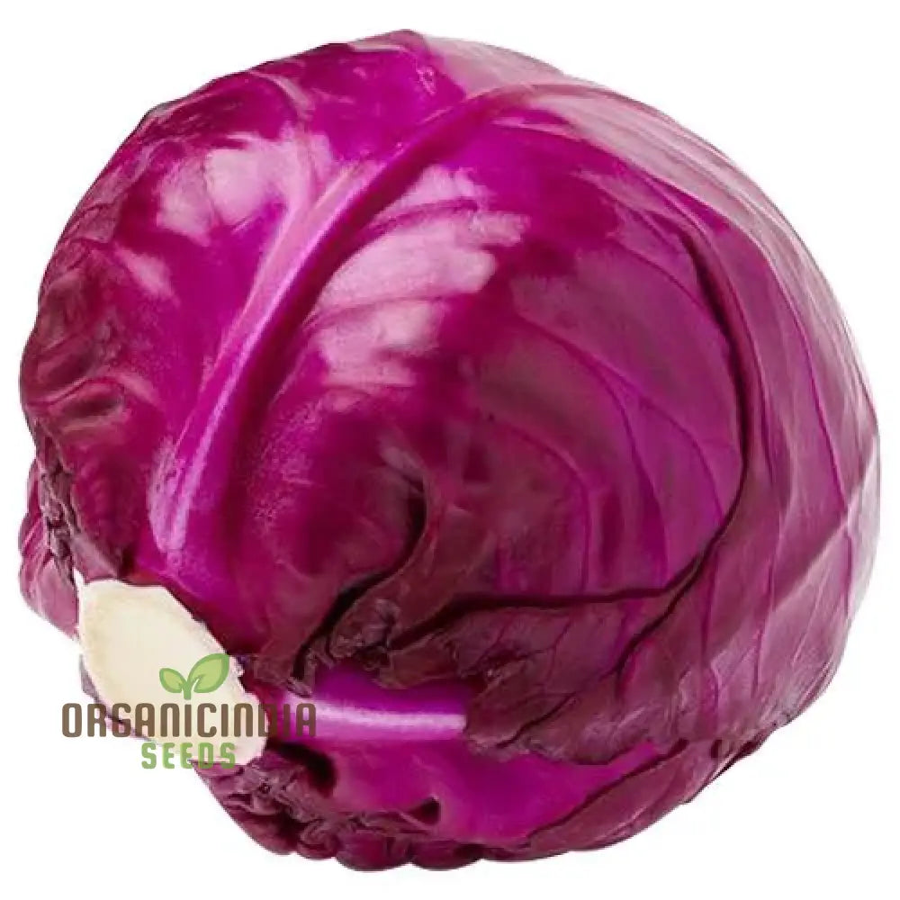 Cabbage - Heirloom Mix Seeds For Planting Premium Collection For Your Garden